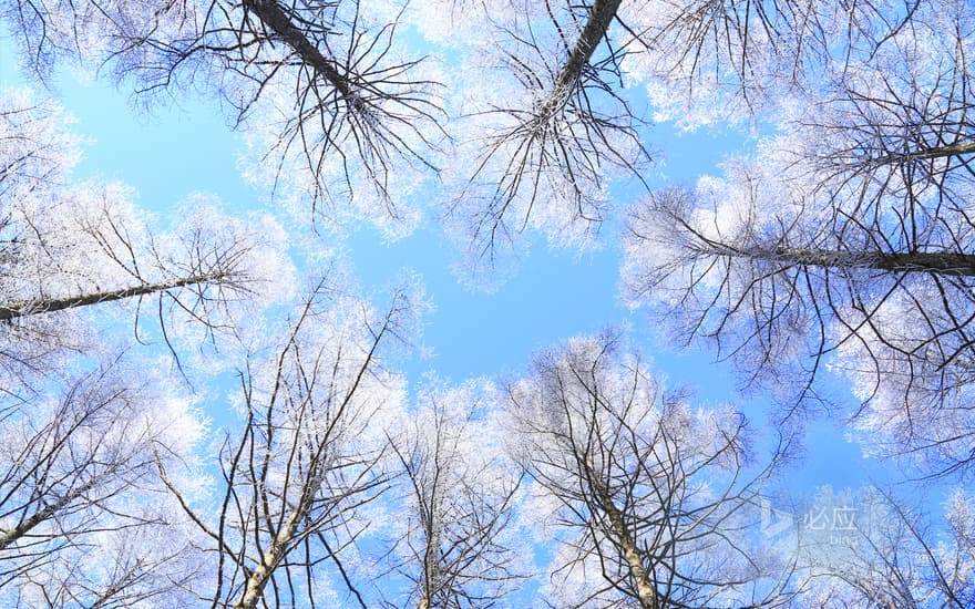 Over the larch forest in Nagano