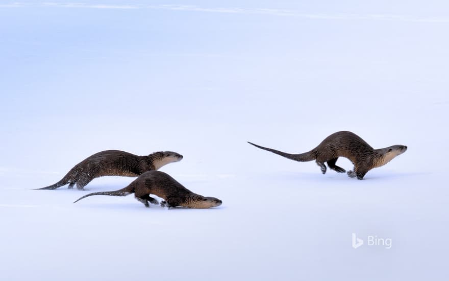 North American river otters in Yellowstone National Park, Wyoming