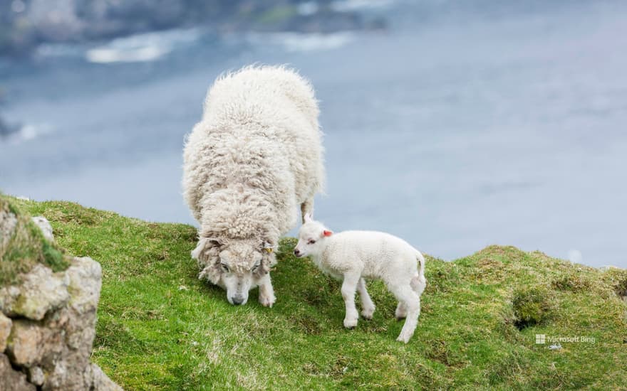 Shetland Sheep, a traditional, hardy breed of the Northern Isles in Scotland