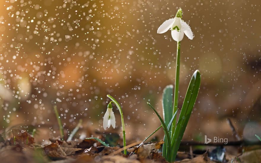 A snowdrop in bloom