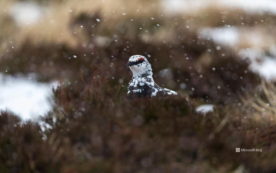 Ptarmigan (lagopus muta) in snow, Scotland