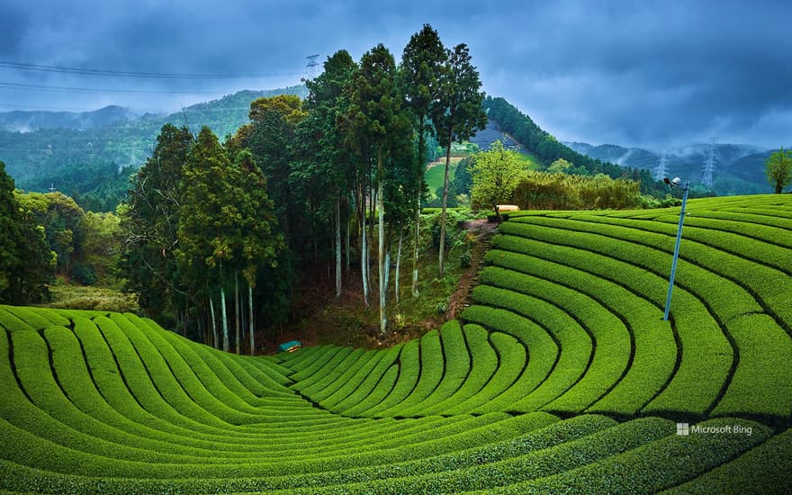 Tea fields in Wazuka Town, Kyoto Prefecture