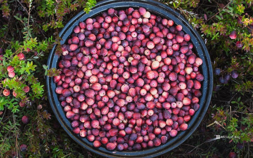 A bowl full of cranberries, Ontario, Canada