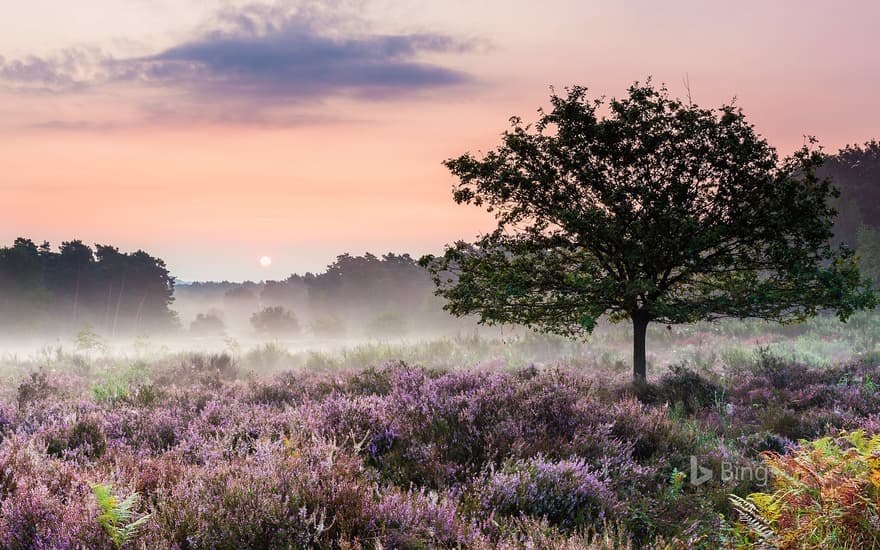 Heath blooming in Wahner Heide Nature Reserve in Troisdorf near Cologne, Germany