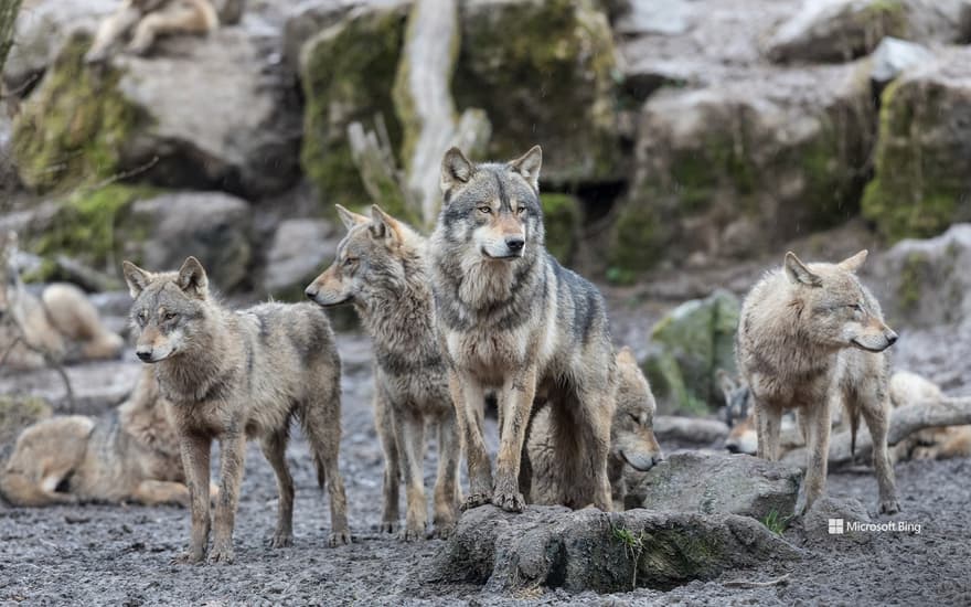 Gray Wolf