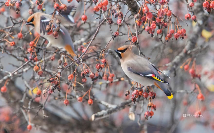 A Bohemian waxwing in Canada