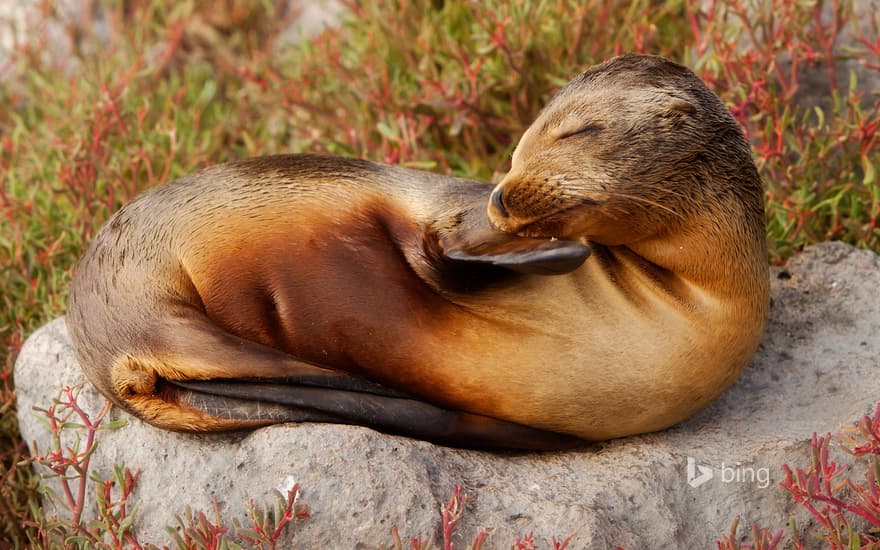 A young Galápagos sea lion on South Plaza Island, Galápagos archipelago, Ecuador