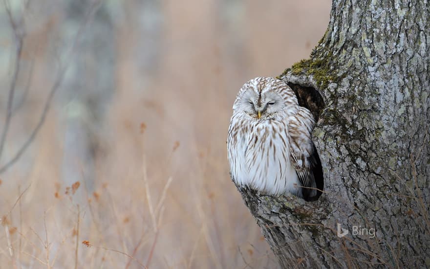 "Ezo Owl" Hokkaido